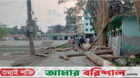 পটুয়াখালীতে সড়ক সংস্কারের নামে ১৫ গাছ কর্তন, স্থানীয়দের ক্ষোভ