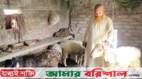 মরুর প্রাণী ‘দুম্বা’ পালনে সফল পটুয়াখালীর শানু মৃধা