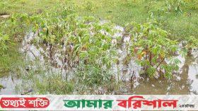 ঘূর্ণিঝড়ে রেমাল : মির্জাগঞ্জে কৃষিখাতে দেড় কোটি টাকার ক্ষতি