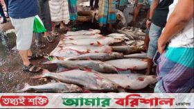 ঘূর্ণিঝড় রিমালে বেড়েছে নদীর পানি, ঝাঁকে ঝাঁকে ধরা পড়ছে পাঙাশ ও ইলিশ