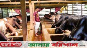 বরিশালে কোরবানিযোগ্য পশু সাড়ে ৪ লাখ
