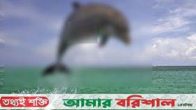 কুয়াকাটা সৈকতে ভেসে এল ১০ ফুট লম্বা মৃত ডলফিন