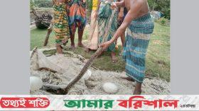 পাথরঘাটায় খালের পাড় থেকে অজগর সাপ উদ্ধার