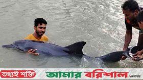 কলাপাড়ায় ডোবায় ভেসে আসলো ডলফিন