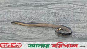 কুয়াকাটা সৈকতে বিষধর ‘ইয়েলো বেলিড সি’ সাপ