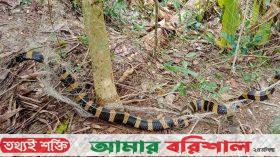 কলাপাড়ায় বাড়ির আঙিনায় জালে আটকে গেল শঙ্খিনী সাপ