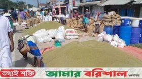 বরগুনায় মুগডালের ফলন ভালো না হলেও দামে খুশি কৃষক