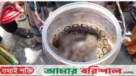 কলাপাড়ায় কৃষকের জালে ধরা পড়লো রাসেলস ভাইপার