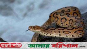 উপকূলে রাসেলস ভাইপার আতঙ্ক, গুজবের ছড়াছড়ি