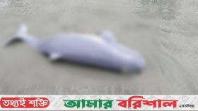 কুয়াকাটায় ফের ভেসে এলো মৃত ডলফিন