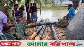 বরগুনায় সংরক্ষিত বনের ৪ কেওড়া গাছ উদ্ধার