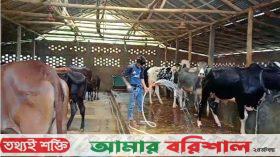 ঈদুল আযহায় ঝালকাঠিতে স্থানীয় পশুই মেটাবে চাহিদা