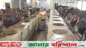 বরিশালে গরু মোটাতাজাকরণে ব্যস্ত খামারিরা