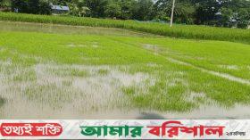 ৫শ’ ৫০ টাকার বীজ ধান ৮শ’ টাকা