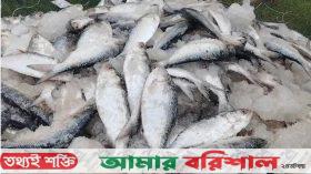 পটুয়াখালীতে ৮২ মণ লইট্যা ও ইলিশ মাছ জব্দ