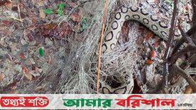 কলাপাড়ায় মাছ ধরার জালে রাসেলস ভাইপার