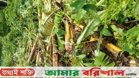 কাঁঠালিয়ায় কৃষকের দুই শতাধিক কলা গাছ কেটে প্রতিহিংসা পূরণ
