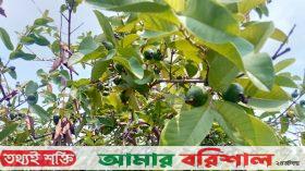 ফলন কম পেয়ারার, চাষিরা ন্যায্য দামের আশায়