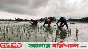 রাঙ্গাবালীতে অতি বৃষ্টিতে জলাবদ্ধতায় কৃষকের ক্ষতি