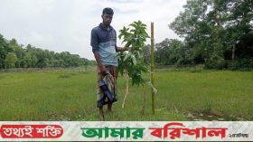 কুয়াকাটায় পূর্ব শত্রুতার জেরে ৬৫টি আমচারা কেটে ফেলেছে দুর্বৃত্তরা