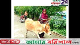 ভোলায় কিস্তির টাকা না পেয়ে গরু নিয়ে আসা সেই এনজিও কর্মী বরখাস্ত