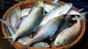 ইলিশের কেজি ৭০০ টাকা নির্ধারণে আইনি নোটিশ
