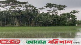টানা তিন দিনের বৃষ্টিতে তলিয়ে গেছে রোপা আমন, দুশ্চিন্তায় কৃষকেরা