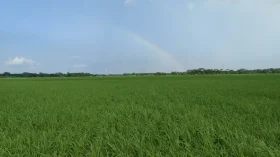 আমতলীতে আমন ধানের বাম্পার ফলনের সম্ভাবনা