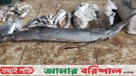 কুয়াকাটায় জেলের জালে ধরা পড়লো ৩০ কেজি ওজনের ১টি পাখি মাছ