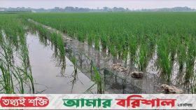 উপকূলে চায়না দুয়ারী জালে অস্তিত্বসংকটে দেশীয় মাছ