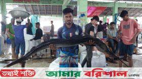 একদিনের ব্যবধানে আবারো ধরা পড়লো বিশালাকৃতির দুই জোড়া পাখি মাছ