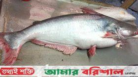 সাগরে ধরা পড়ল সাড়ে ১৪ কেজির পাঙাশ, বিক্রি হলো ১৬ হাজারে