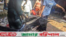 কুয়াকাটায় ৪৬ কেজি ওজনের পাখি মাছ, বিক্রি ৯হাজার টাকায়