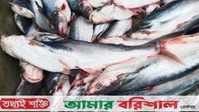 ডিম মাংসের পর নিম্নবিত্তের নাগালের বাইরে পাঙাসও