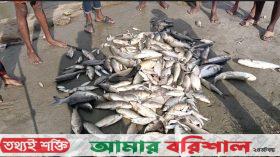 কুয়াকাটায় রাতের আঁধারে মাছের ঘেরে বিষ প্রয়োগ, ১০ লক্ষ টাকার ক্ষতি