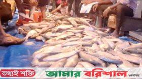 বরগুনায় মাইকিং করে বিক্রি হচ্ছে ইলিশ