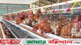 বরিশালে দেদার বিক্রি হচ্ছে রোগাক্রান্ত মুরগি, সংক্রমণ মানবদেহে ছড়িয়ে পড়ার আশঙ্কা