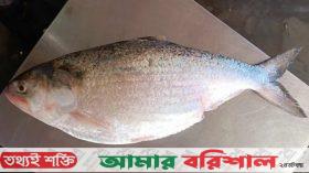 পটুয়াখালীতে এক ইলিশ বিক্রি হলো ৭ হাজার টাকায়