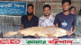 কুয়াকাটায় একটি পোয়া মাছ বিক্রি হলো সাড়ে ১০ হাজার টাকায়
