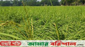 দুমকিতে কৃষকদের আমনের বাম্পার ফলনের স্বপ্ন