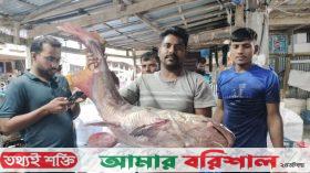 কুয়াকাটায় ১৫ কেজি ওজনের মেদ মাছ বিক্রি হলো ১৪ হাজার ৫৩০ টাকায়