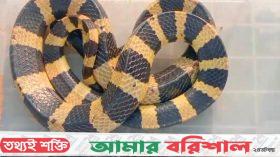 লোকালয়ে থেকে ৫ ফুট দৈর্ঘ্যের বিষধর শঙ্খিনী সাপ উদ্ধার