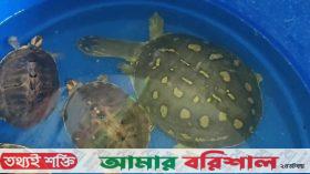 পটুয়াখালীতে বিরল প্রজাতির ৪ সুন্ধি কচ্ছপ উদ্ধার, ব্যবসায়ীকে জরিমানা