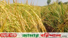 আমনের বাম্পার ফলনেও লক্ষমাত্রা পূরণ হয়নি