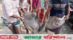 পটুয়াখালীতে জেলের জালে ‘দানব আকৃতির’ কাছিম