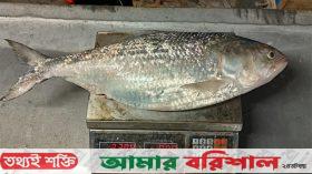 কুয়াকাটায় একটি ইলিশ বিক্রি হলো ৬ হাজার ৩০০ টাকা