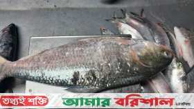 পটুয়াখালীতে এক ইলিশ ৬ হাজার টাকায় বিক্রি