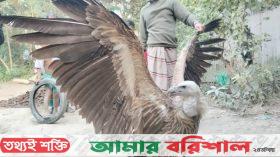 বরিশালে বিলুপ্ত প্রজাতির শকুন উদ্ধার