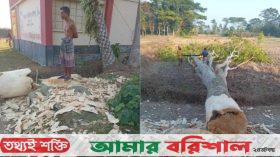 বরিশালে প্রাইমারি স্কুলের তিন লাখ টাকার গাছ লুট