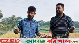 কলাপাড়ায় ধানক্ষেত থেকে ১টি শঙ্খিনী সাপ উদ্ধার